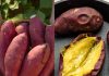 Discover the Magic of Sweet Potatoes: A Treasure in Your Kitchen!