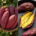 Discover the Magic of Sweet Potatoes: A Treasure in Your Kitchen!