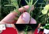 Put Rosemary on the Back of Your Neck, and You Will Be Shocked at What Will Happen!
