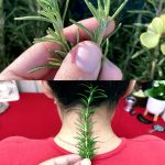 Put Rosemary on the Back of Your Neck, and You Will Be Shocked at What Will Happen!