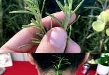 Put Rosemary on the Back of Your Neck, and You Will Be Shocked at What Will Happen!