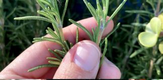 Put Rosemary on the Back of Your Neck, and You Will Be Shocked at What Will Happen!