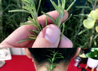 Put Rosemary on the Back of Your Neck, and You Will Be Shocked at What Will Happen!