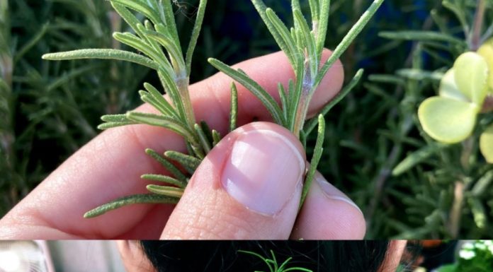 Put Rosemary on the Back of Your Neck, and You Will Be Shocked at What Will Happen!