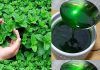 Mint Marvel: Unveiling the Benefits of Growing Mint at Home