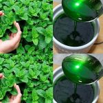 Mint Marvel: Unveiling the Benefits of Growing Mint at Home