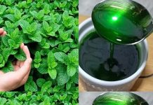 Mint Marvel: Unveiling the Benefits of Growing Mint at Home