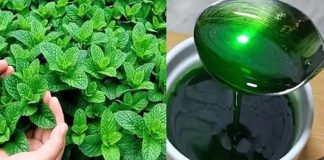 Mint Marvel: Unveiling the Benefits of Growing Mint at Home