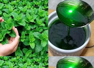 Mint Marvel: Unveiling the Benefits of Growing Mint at Home