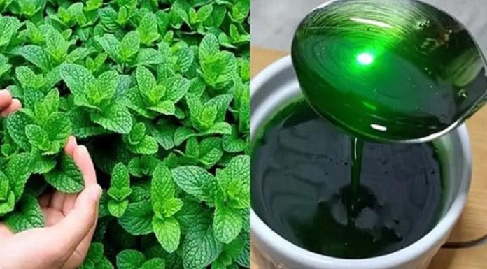 Mint Marvel: Unveiling the Benefits of Growing Mint at Home