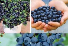 Cultivating Your Own Blueberry Bounty: A Guide to Homegrown Success