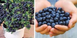 Cultivating Your Own Blueberry Bounty: A Guide to Homegrown Success