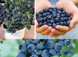 Cultivating Your Own Blueberry Bounty: A Guide to Homegrown Success