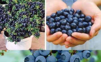 Cultivating Your Own Blueberry Bounty: A Guide to Homegrown Success