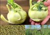 Blood Sugar Drops Immediately! This Fennel Recipe is a Real Treasure