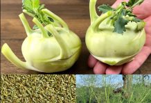 Blood Sugar Drops Immediately! This Fennel Recipe is a Real Treasure