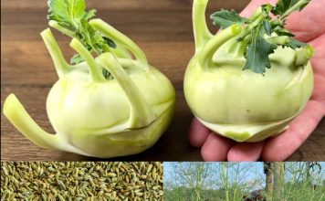Blood Sugar Drops Immediately! This Fennel Recipe is a Real Treasure