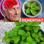 1 Spoon of This Miracle Plant to Prevent Dementia: Mint’s Amazing Benefits