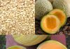Unleashing the Power of Melon Seeds: A Natural Solution for Health and Wellness