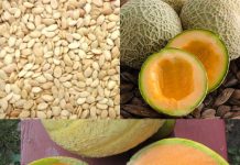 Unleashing the Power of Melon Seeds: A Natural Solution for Health and Wellness