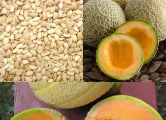 Unleashing the Power of Melon Seeds: A Natural Solution for Health and Wellness