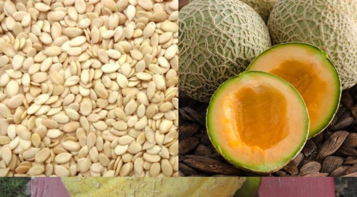 Unleashing the Power of Melon Seeds: A Natural Solution for Health and Wellness
