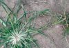 Embrace the Power of Goose Grass