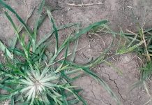 Embrace the Power of Goose Grass