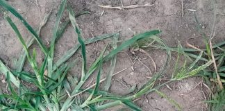 Embrace the Power of Goose Grass