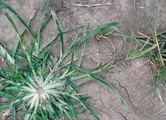 Embrace the Power of Goose Grass