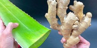 Unleashing the Power of Ginger and Aloe Vera: Your Ultimate Natural Health Tonic
