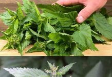 Blood Sugar Drops Immediately! Discover the Treasure Vegetable: Nettle!