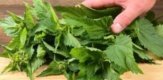 Blood Sugar Drops Immediately! Discover the Treasure Vegetable: Nettle!