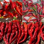 Unlocking the Power of Cayenne Pepper: Surprising Benefits and Uses You Need to Know