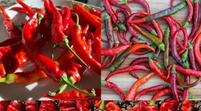 Unlocking the Power of Cayenne Pepper: Surprising Benefits and Uses You Need to Know