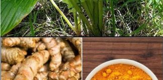 Turmeric: Unlocking Its Full Potential for Whole Body Recovery