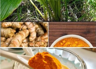 Turmeric: Unlocking Its Full Potential for Whole Body Recovery