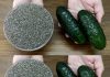 I Drank Chia Seeds and Cucumber Juice for 1 Week – Here’s What Happened (Amazing Health Benefits)