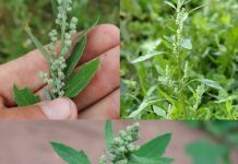 Discovering the Health Benefits of Lamb’s Quarters