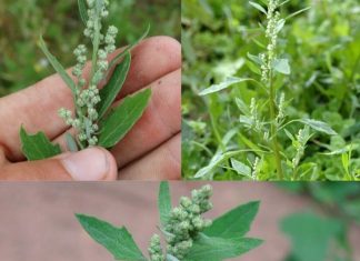 Discovering the Health Benefits of Lamb’s Quarters