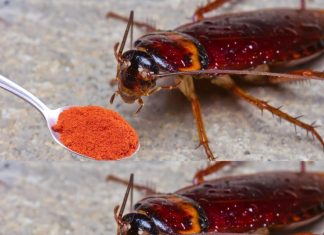 Natural Solutions for a Pest-Free Home: Effective Methods for Every Homeowner