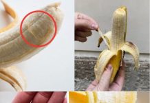 Phloem Bundles: What Are Those Unwanted Strings on Your Banana?