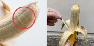 Phloem Bundles: What Are Those Unwanted Strings on Your Banana?