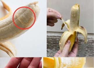 Phloem Bundles: What Are Those Unwanted Strings on Your Banana?