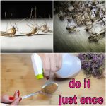 Eliminate Flies and Mosquitoes for Good with This Easy DIY Trap.