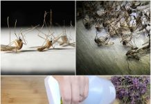 Eliminate Flies and Mosquitoes for Good with This Easy DIY Trap.