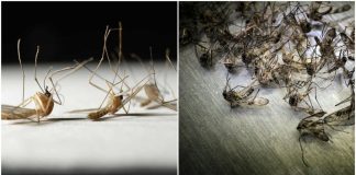 Eliminate Flies and Mosquitoes for Good with This Easy DIY Trap.