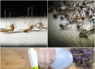 Eliminate Flies and Mosquitoes for Good with This Easy DIY Trap.