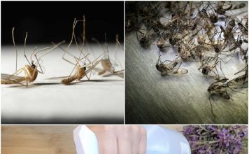 Eliminate Flies and Mosquitoes for Good with This Easy DIY Trap.