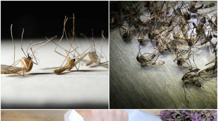 Eliminate Flies and Mosquitoes for Good with This Easy DIY Trap.